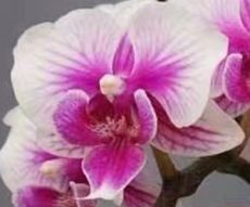 Phal. Jiuhbao "3060"