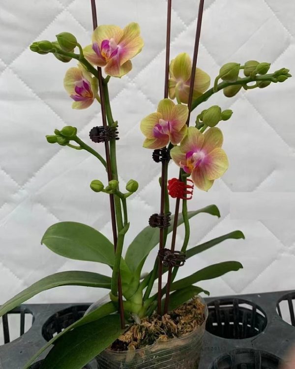Phal. Daton Tangerine：圖片 2
