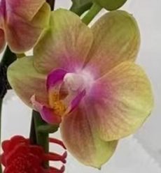 Phal. Daton Tangerine
