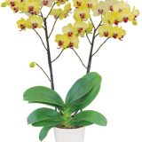 Phal. Limelight：圖片 2