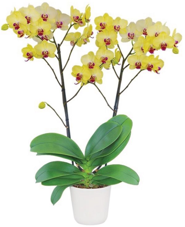 Phal. Limelight：圖片 2