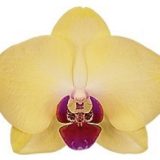 Phal. Limelight