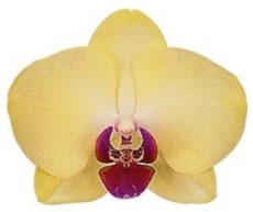 Phal. Limelight