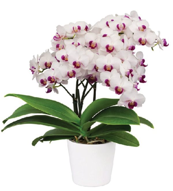 Phal. Safe Haven：圖片 2