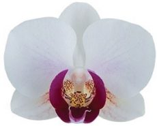 Phal. Safe Haven
