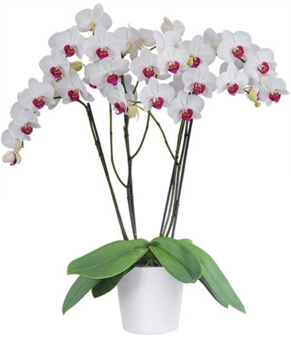 Phal. Red Eye：圖片 2