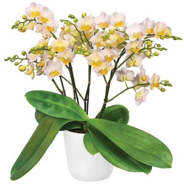 Phal. Burgundy：圖片 2