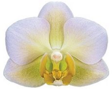 Phal. Burgundy