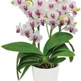Phal. Prima Piano：圖片 2