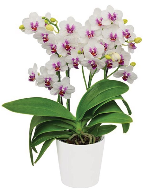 Phal. Prima Piano：圖片 2
