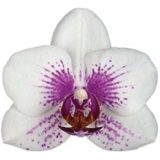 Phal. Prima Piano