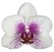 Phal. Prima Piano