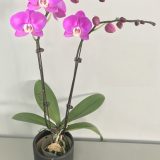 Phal. Aritsan Flora "2013"：圖片 2