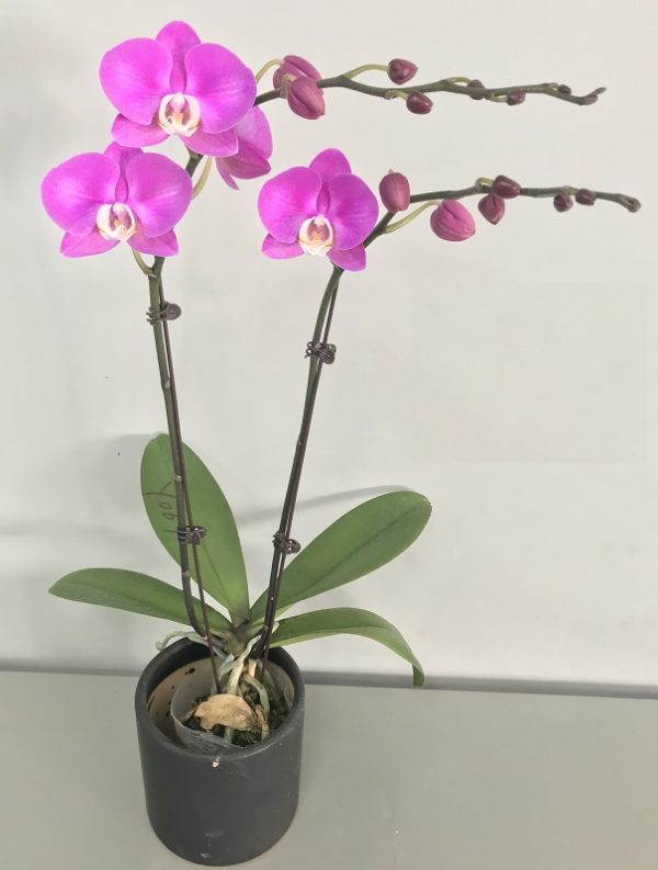 Phal. Aritsan Flora "2013"：圖片 2