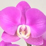 Phal. Aritsan Flora "2013"