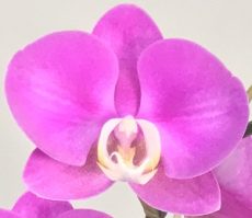 Phal. Aritsan Flora "2013"