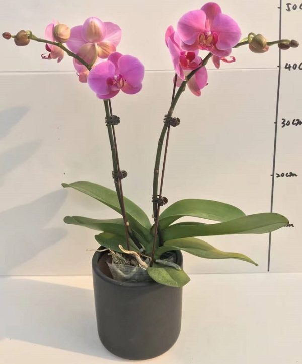Phal. Aritsan Flora Rose Crystal "2043"：圖片 2