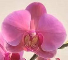 Phal. Aritsan Flora Rose Crystal "2043"