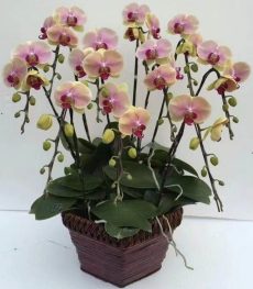 Phal. MonaLisa