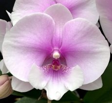 Phal. (Yu Pin Easter Island X Fusheng's Bridal Dress) X Phal. Taida New Lucia