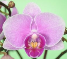 Phal. Younghome Ray "9715"