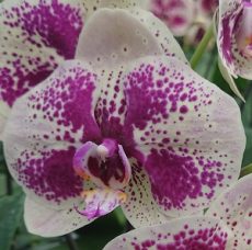 Phal. Yongli "T17-35"