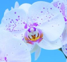 Phal. Yongli "T17-18"