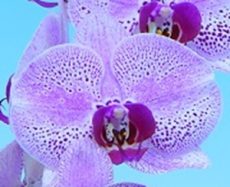 Phal. Yongli "T17-03"