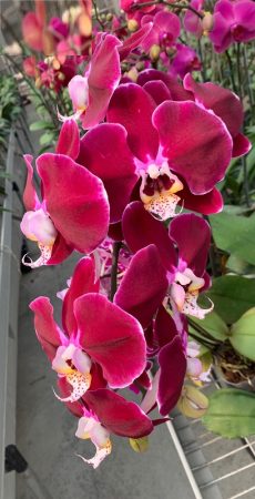 Phal. Black King Kong