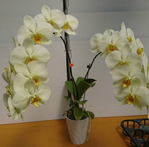Phal. Green Earth "YO248"：圖片 2