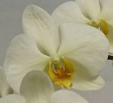 Phal. Green Earth "YO248"
