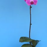 Phal. Yi Shing "179"：圖片 2