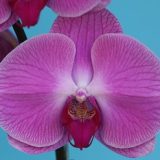Phal. Yi Shing "179"