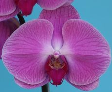 Phal. Yi Shing "179"