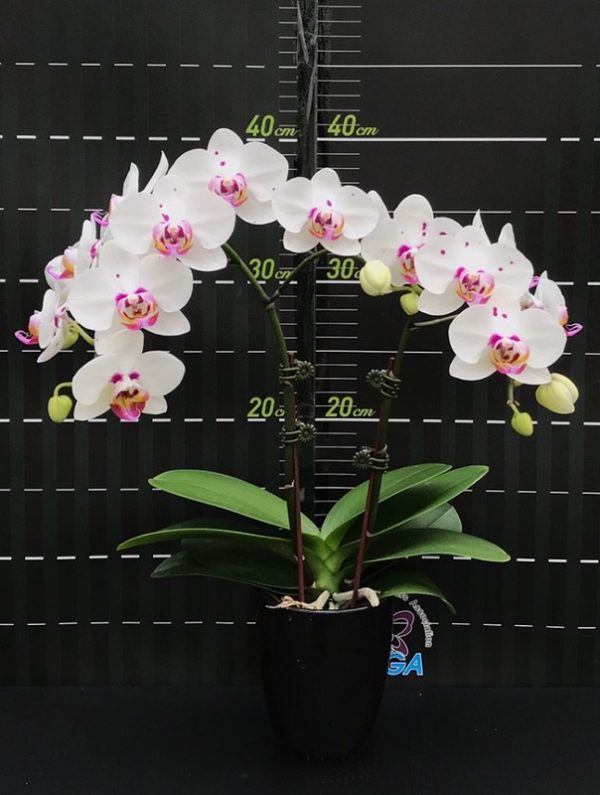 Phal. Happy Mark X Phal. Amabilis：圖片 2