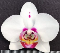 Phal. Happy Mark X Phal. Amabilis