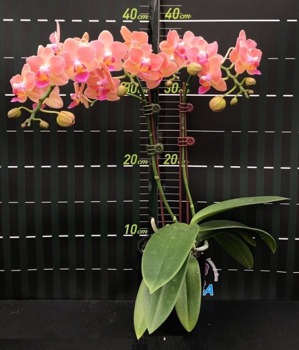 Phal. Pinlong Cheris X Phal. Sogo Gotris "1964"：圖片 2