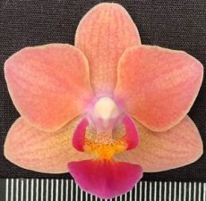 Phal. Pinlong Cheris X Phal. Sogo Gotris "1964"
