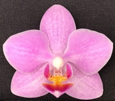 Phal. Pinlong Cheris X Phal. Sogo Gotris "1909"
