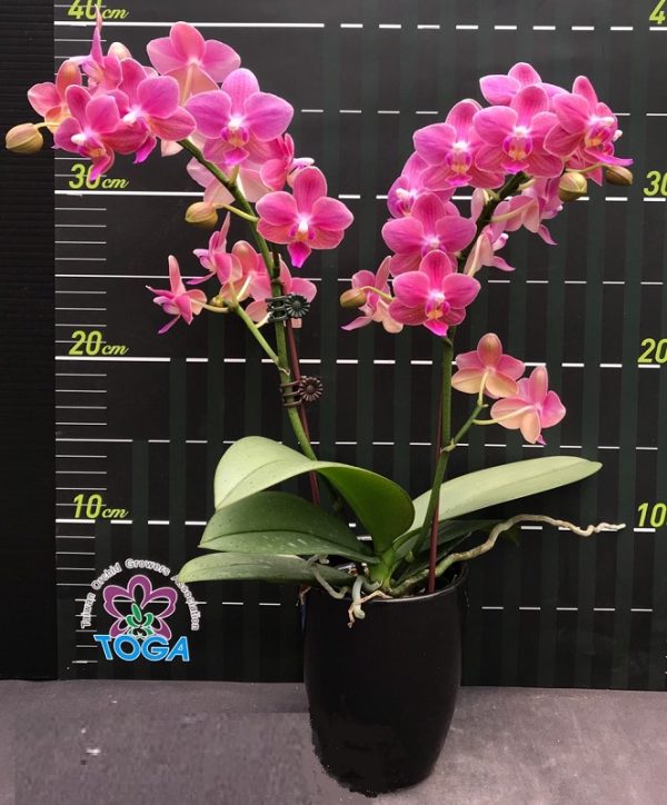 Phal. Sogo Gotris X Phal. Equalacea：圖片 2