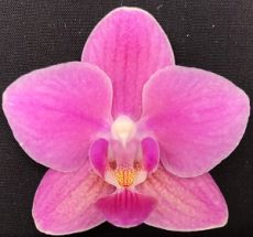 Phal. Sogo Gotris X Phal. Equalacea