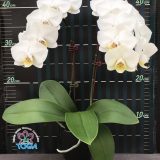 Phal. Amabilis X Phal. Yukimai：圖片 2
