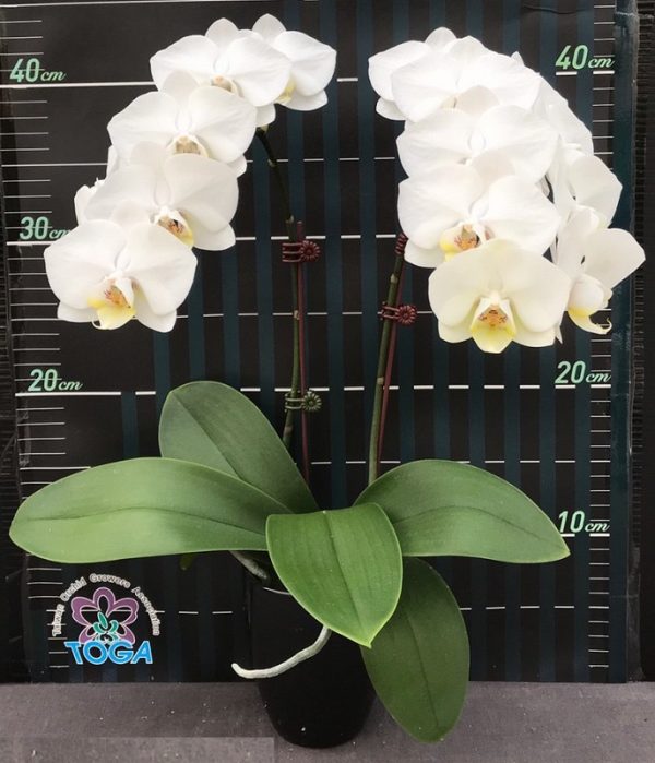 Phal. Amabilis X Phal. Yukimai：圖片 2