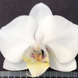 Phal. Amabilis X Phal. Yukimai