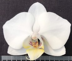 Phal. Amabilis X Phal. Yukimai