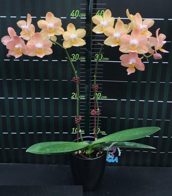 Phal. Pinlong Cheris X Phal. Sogo Gotris "1929"：圖片 2