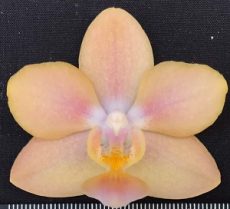 Phal. Pinlong Cheris X Phal. Sogo Gotris "1929"
