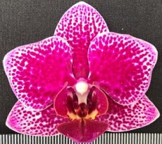 Phal. Yu Pin Burgundy X Dtps. Little Gem Stripes