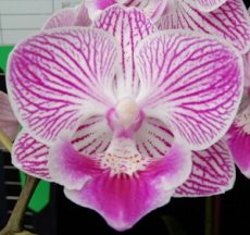 Phal. Younghome Snow Cherry