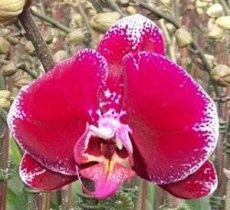 Phal. Black Rose "SUN26"